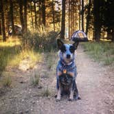 Review photo of Silver Lake Campground (Plumas National Forest, Ca) — Plumas National Forest by Molly G., September 6, 2016
