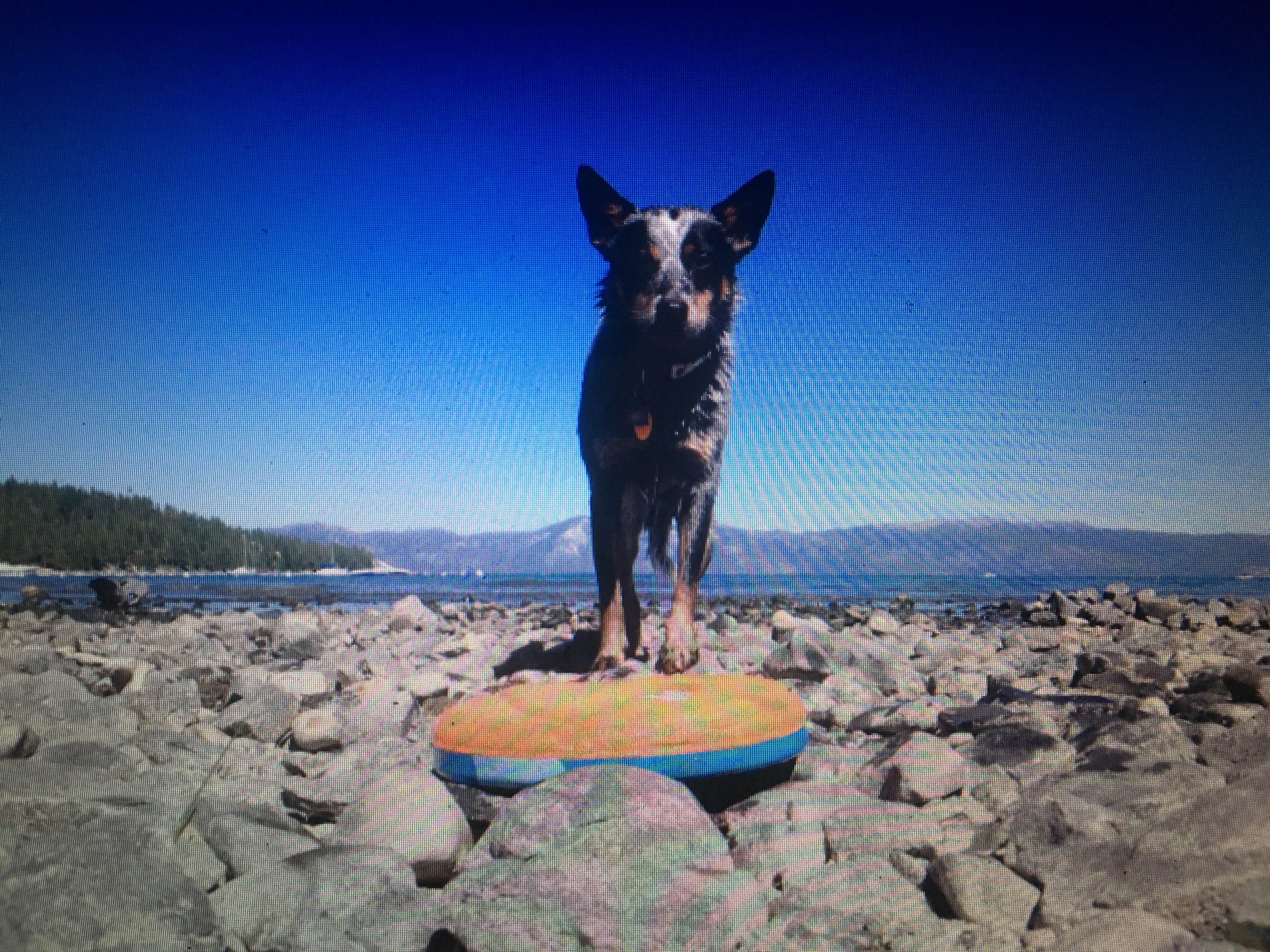 Molly G.'s photo of camping with pets at Silver Lake Campground (Plumas National Forest, Ca) — Plumas National Forest near Greenville, CA