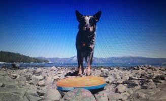 Molly G.'s photo of camping with pets at Silver Lake Campground (Plumas National Forest, Ca) — Plumas National Forest near Mill Creek, CA