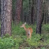 Review photo of Sam Houston Jones State Park — Sam Houston Jones State Park District II by Cat R., July 1, 2019