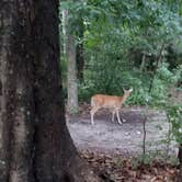 Review photo of Sam Houston Jones State Park — Sam Houston Jones State Park District II by Cat R., July 1, 2019