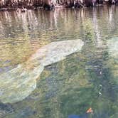 Review photo of Manatee Springs State Park Campground by Yankee D., July 1, 2019