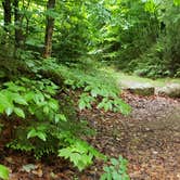 Review photo of Gale River Loop Road by Jean C., July 1, 2019