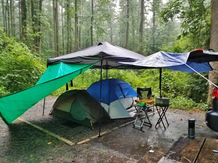 Myron C.'s photo at Davidson River Campground near Horse Shoe, NC