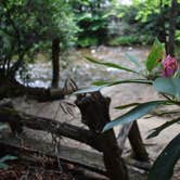 Review photo of Davidson River Campground by Myron C., July 1, 2019
