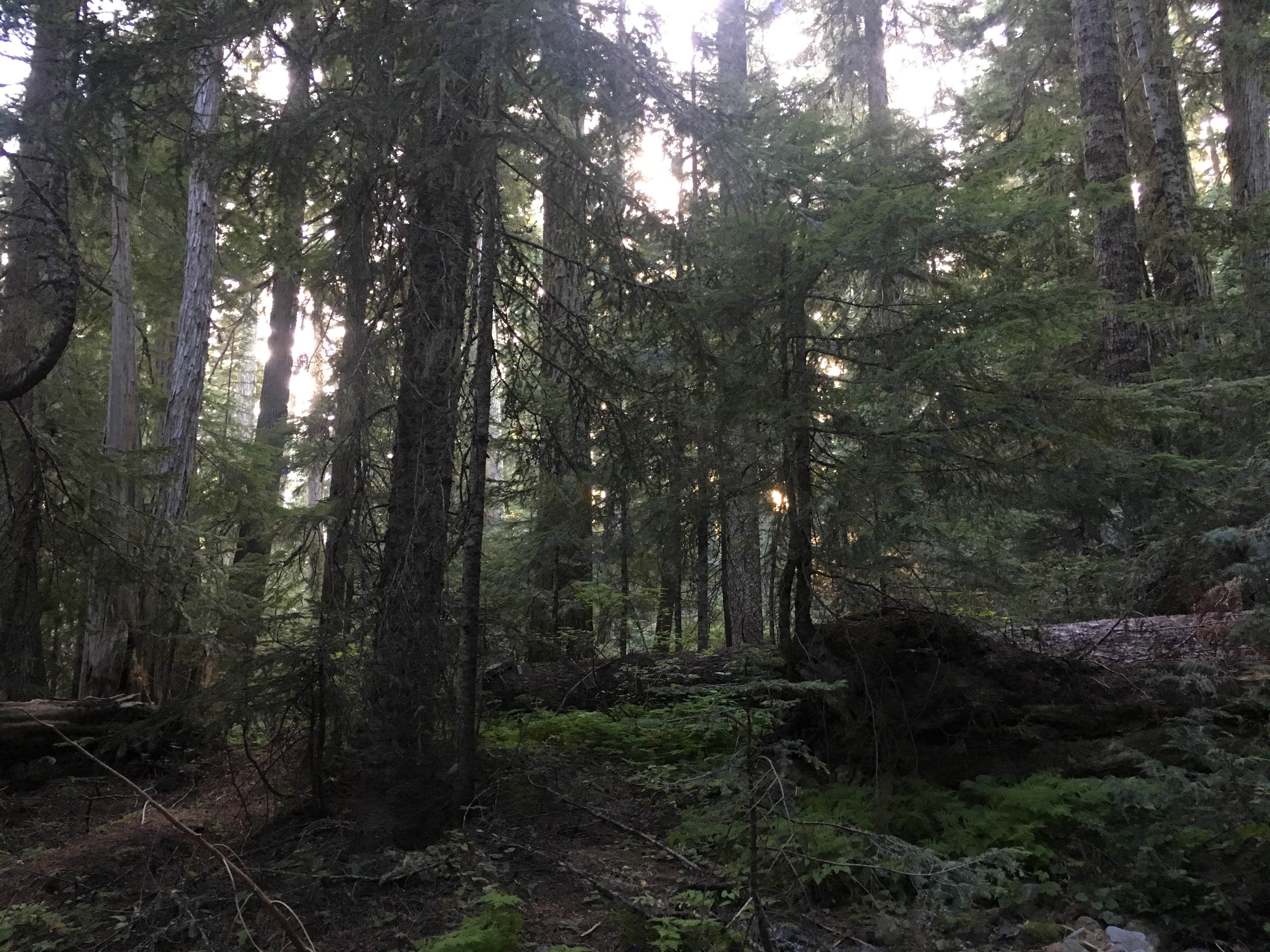 Camper submitted image from White River Campground — Mount Rainier National Park - 2