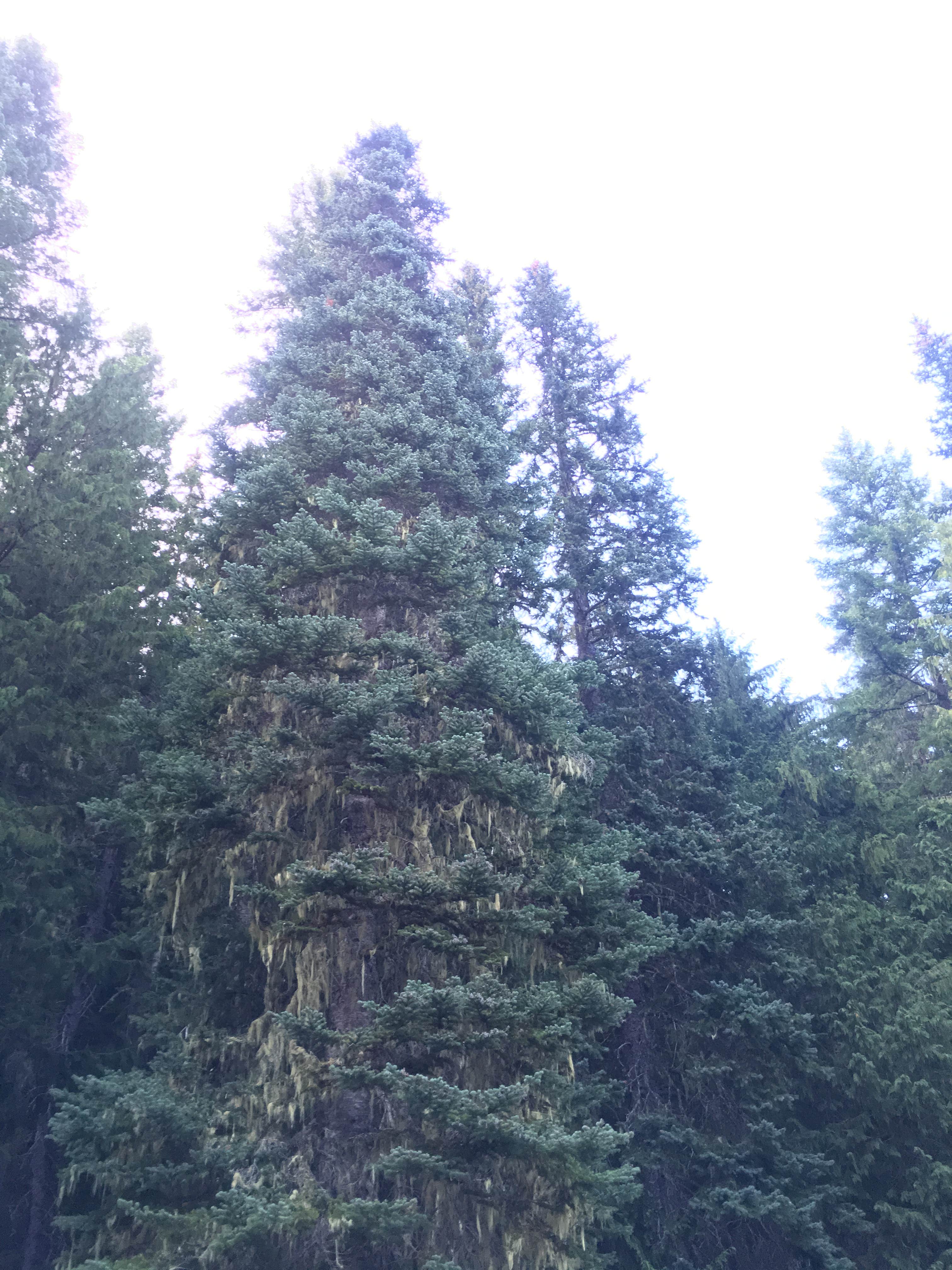 Camper-submitted photo at Cougar Rock Campground — Mount Rainier National Park in Washington