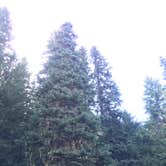 Review photo of Cougar Rock Campground — Mount Rainier National Park by iloveitontop R., September 6, 2016