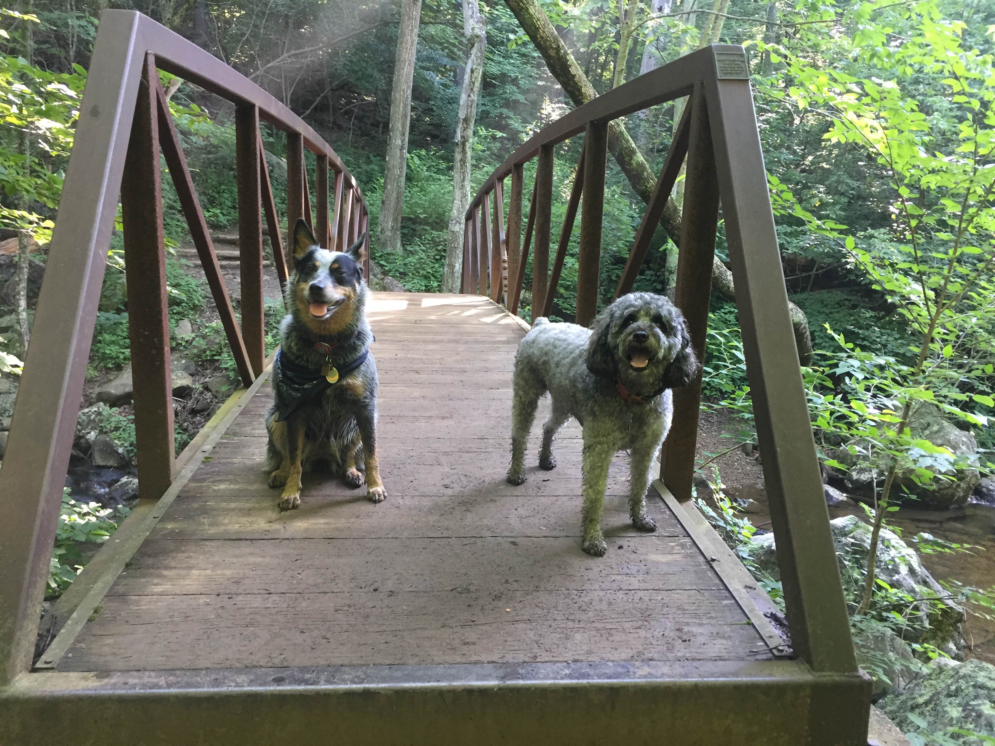 Molly G.'s photo of camping with pets at Mathews Arm Campground — Shenandoah National Park near Toms Brook, VA