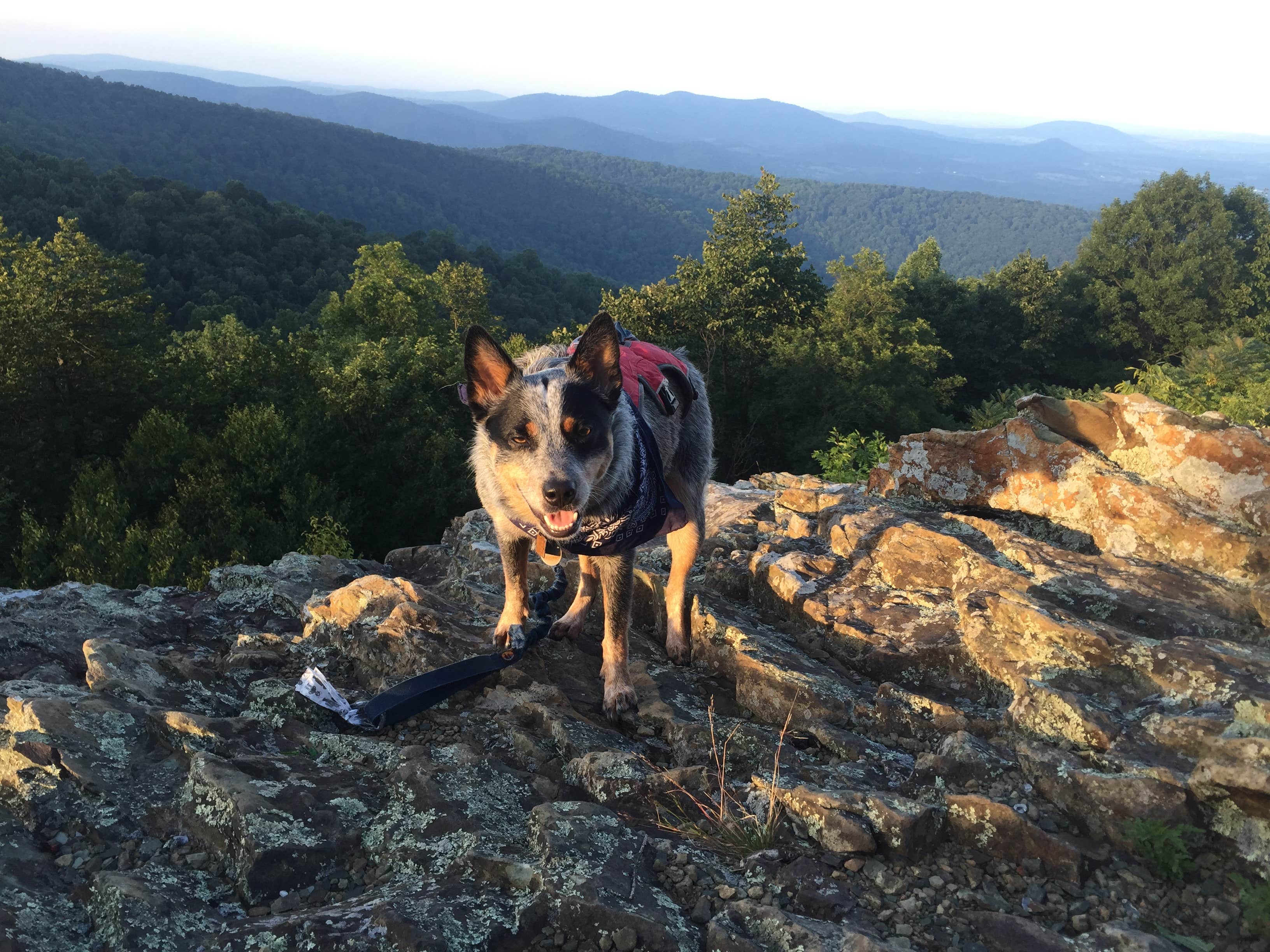Molly G.'s photo of camping with pets at Mathews Arm Campground — Shenandoah National Park near Luray, VA