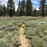 Review photo of Holcomb Valley Campground by Steven G., July 1, 2019