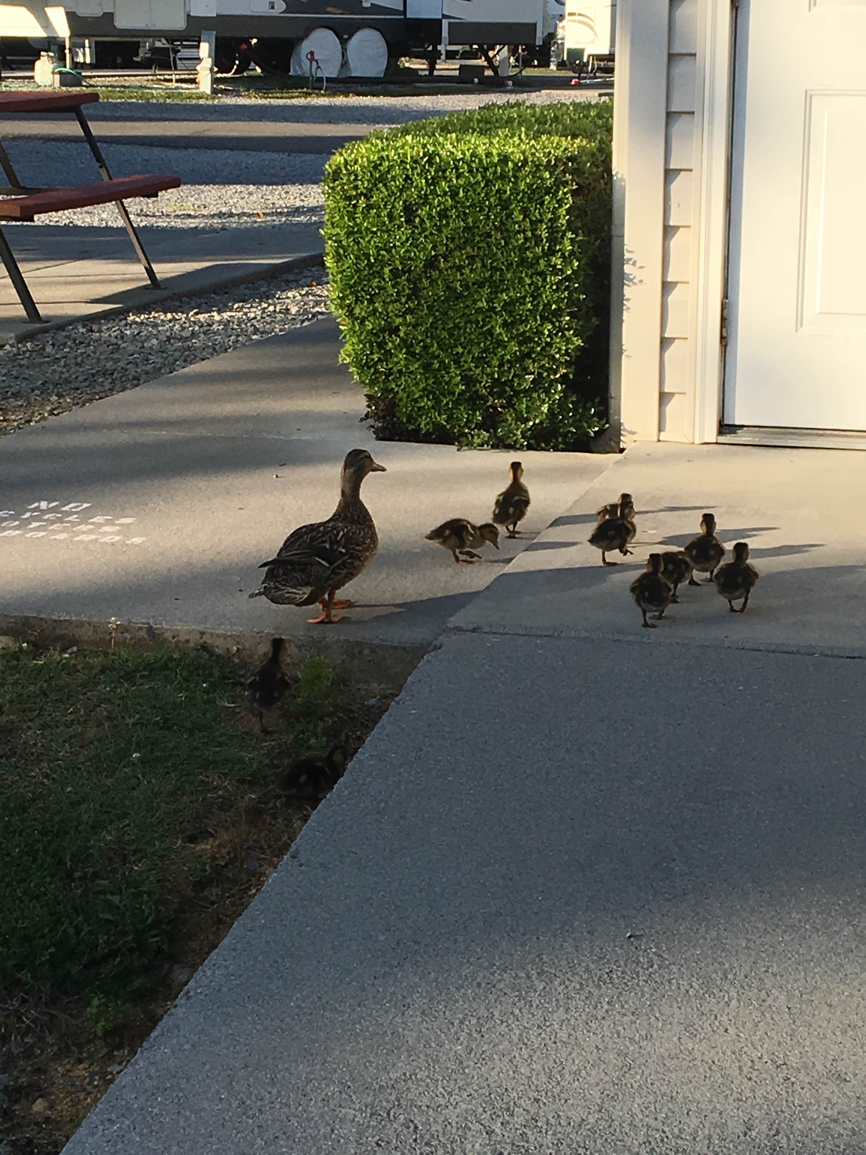 Camper-submitted photo at Kings Holly Haven RV Park near Gatlinburg, TN