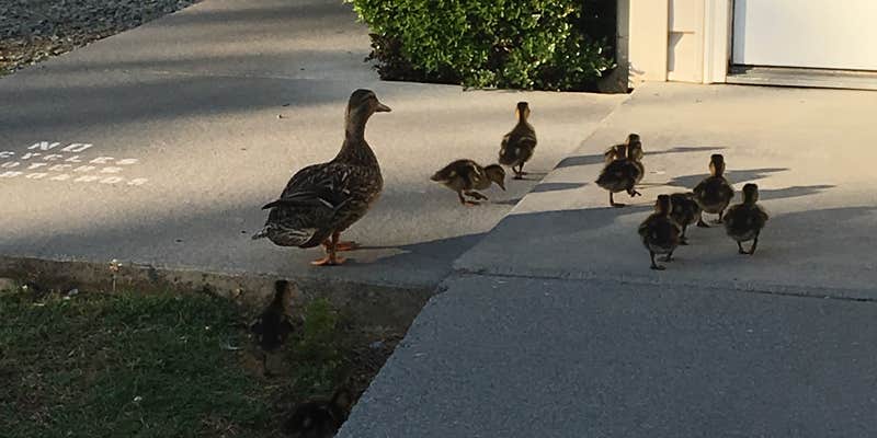 Camper submitted image from Kings Holly Haven RV Park