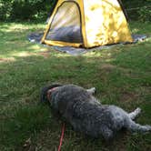 Review photo of Lewis Mountain Campground — Shenandoah National Park by Molly G., September 6, 2016