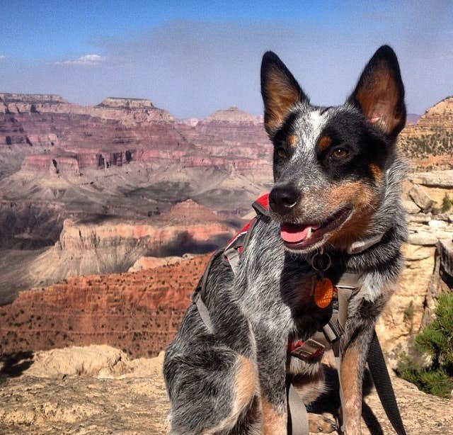 Molly G.'s photo of camping with pets at Tusayan-Montane — Grand Canyon National Park near Grand Canyon National Park