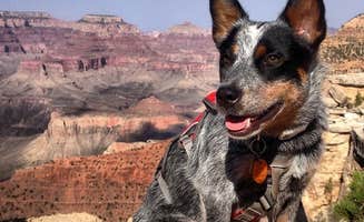 Molly G.'s photo of camping with pets at Tusayan-Montane — Grand Canyon National Park near Grand Canyon National Park
