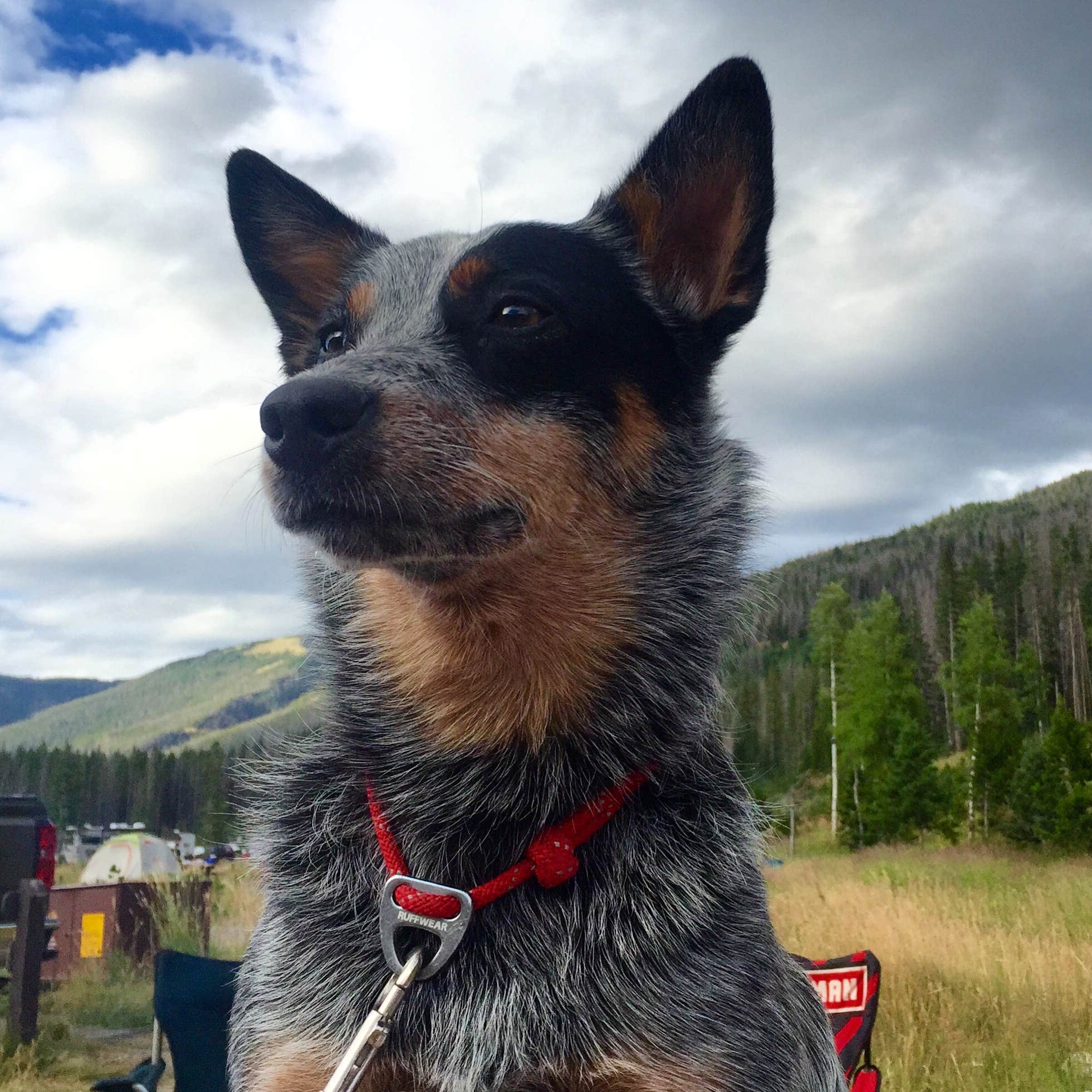 Molly G.'s photo of camping with pets at Moraine Park Campground — Rocky Mountain National Park near Windsor, CO