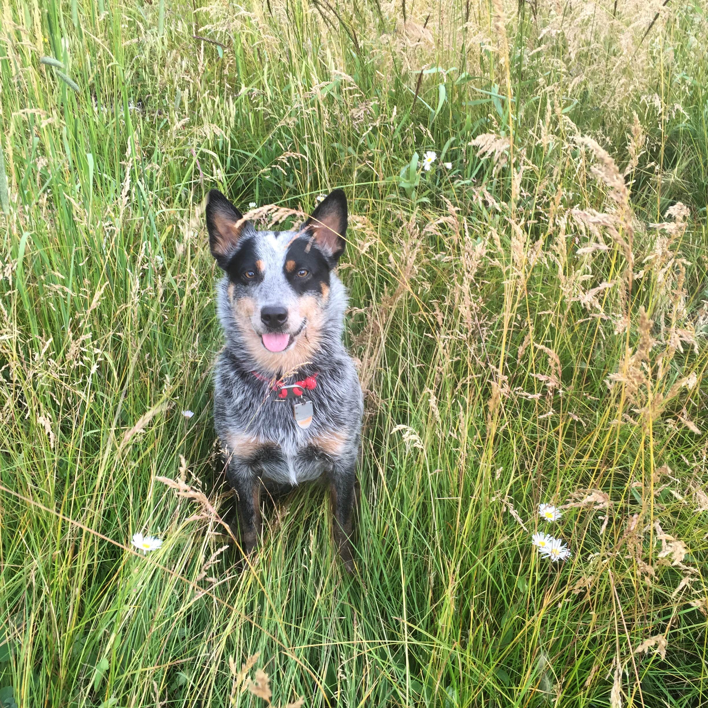 Molly G.'s photo of camping with pets at Moraine Park Campground — Rocky Mountain National Park near Red Feather Lakes, CO