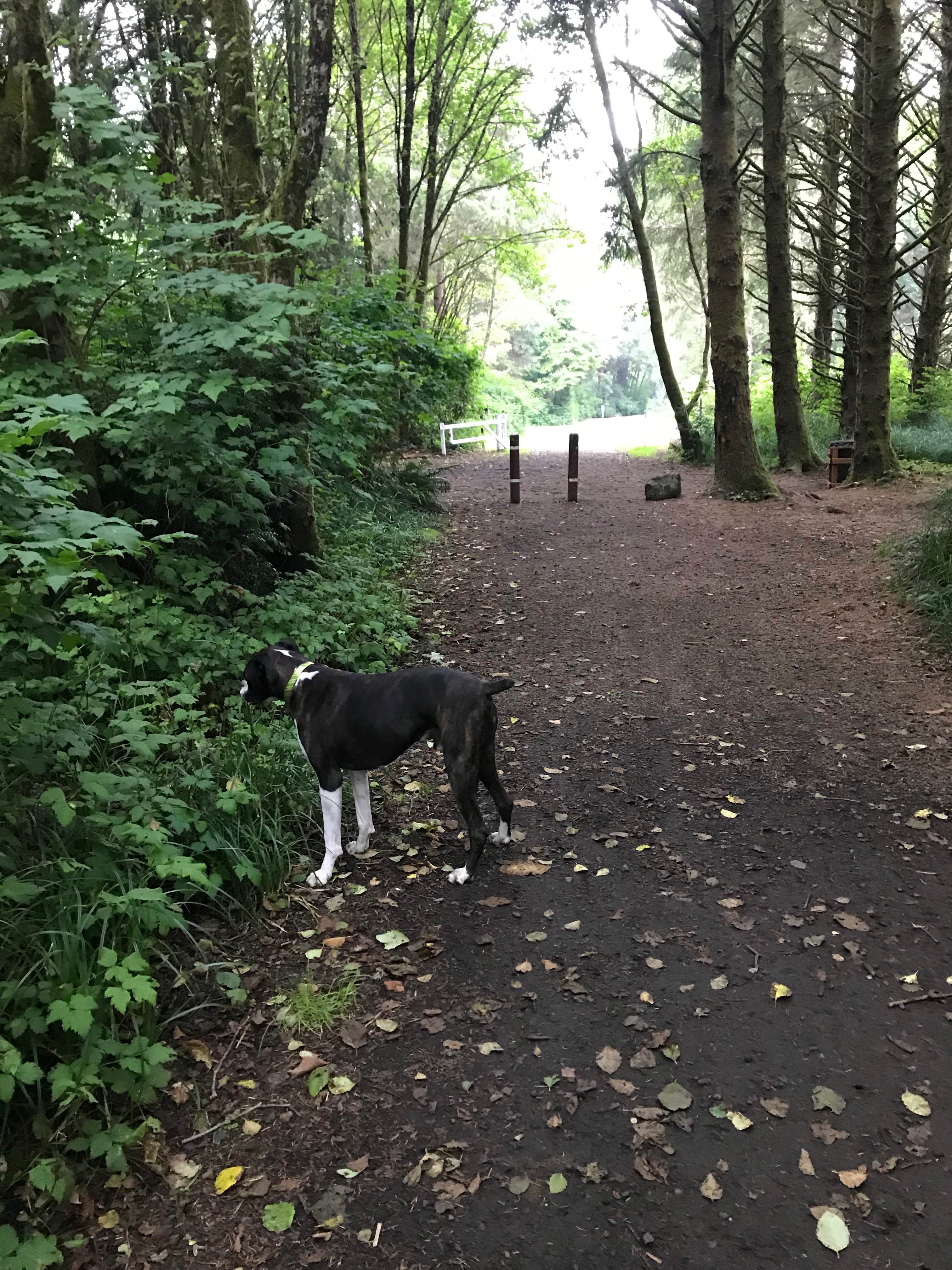 Jason P.'s photo of camping with pets at Ocean City State Park Campground near Westport, WA