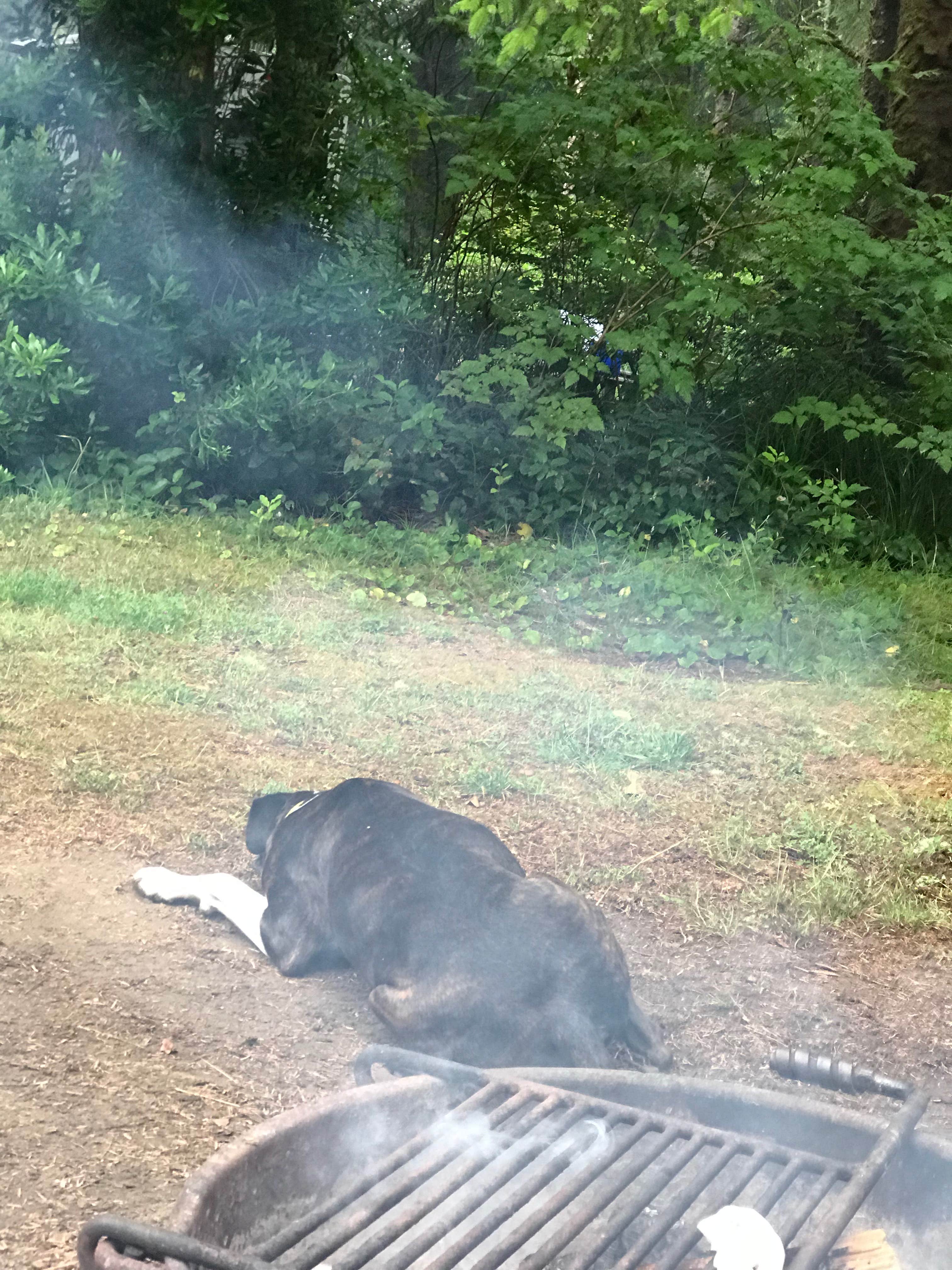 Jason P.'s photo of camping with pets at Ocean City State Park Campground near Ocean Shores, WA