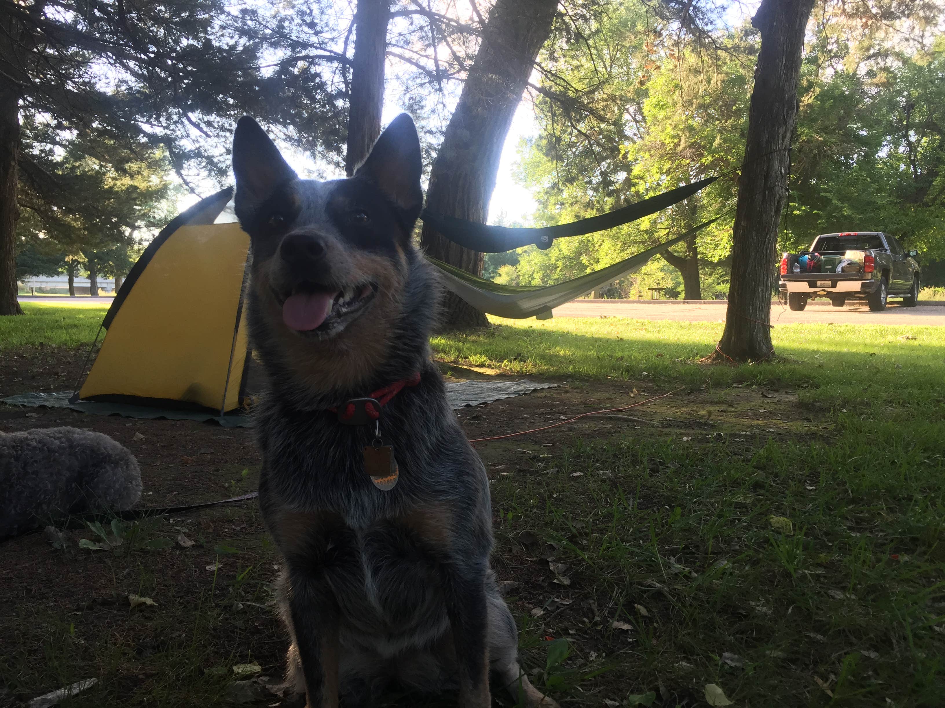 Molly G.'s photo of camping with pets at Lakeview Campground — Pawnee State Recreation Area near Conestoga Lake