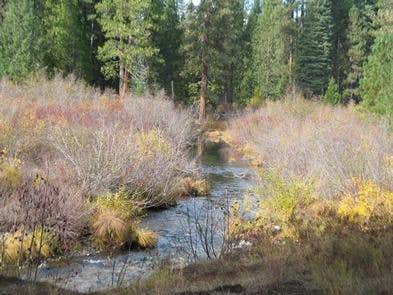 Camper submitted image from Camp 4 Group Campground — Shasta Trinity National Forest - 1