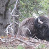 Review photo of Signal Mountain Campground — Grand Teton National Park by Paul A., April 8, 2016