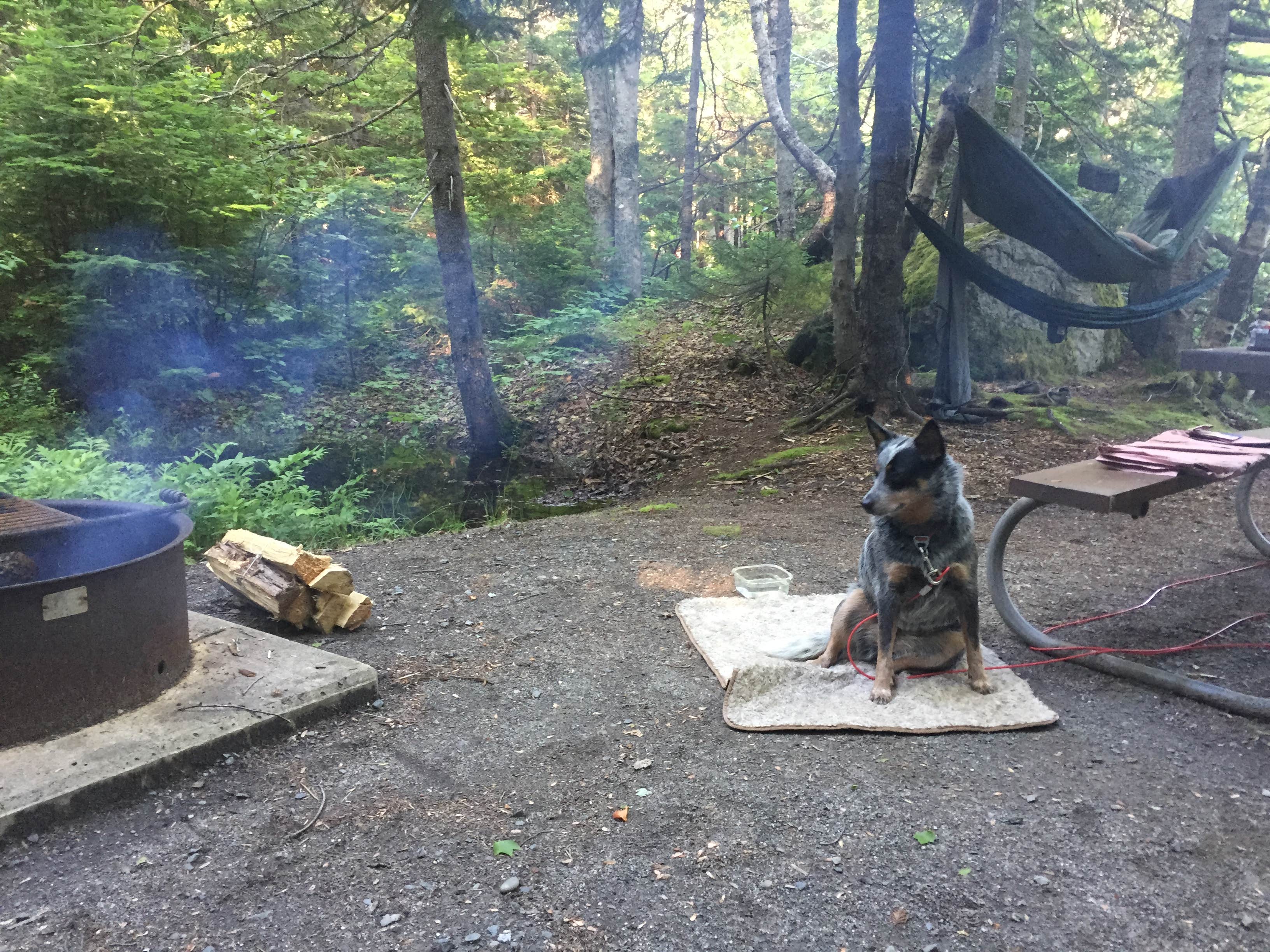 Molly G.'s photo at Seawall Campground — Acadia National Park near Acadia National Park