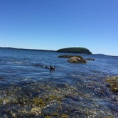 Review photo of Seawall Campground — Acadia National Park by Molly G., September 6, 2016
