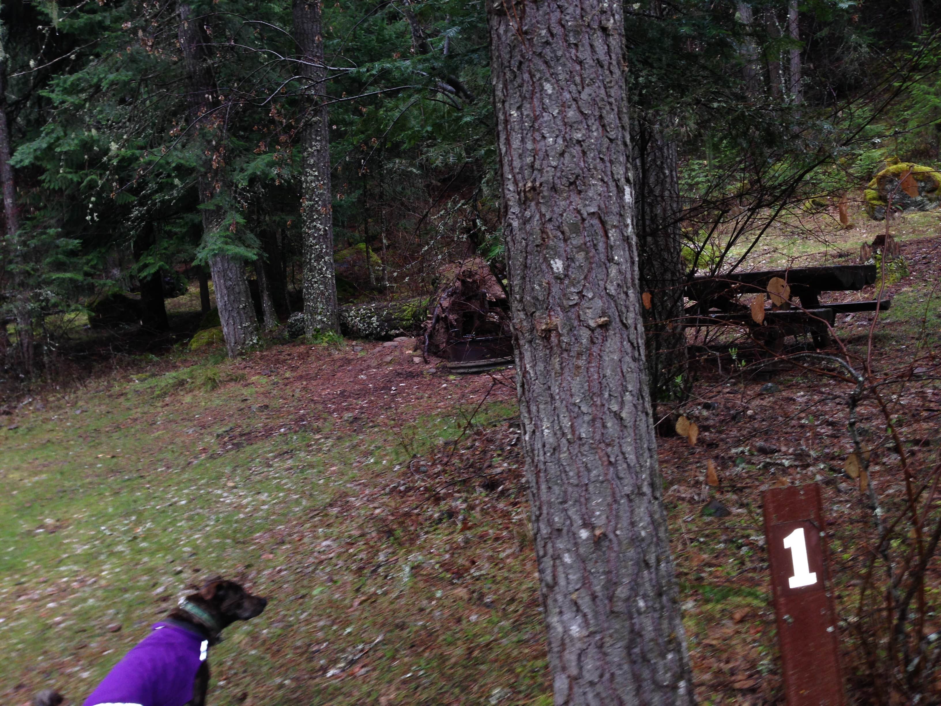 Camper-submitted photo at Bonney Crossing near Rhododendron, OR