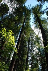 Camper submitted image from Willamette National Forest Roaring River Group Campground - 1