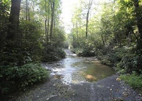 Pisgah National Forest Cove Creek Group Campground