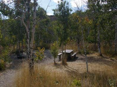 Camper submitted image from Humboldt National Forest Angel Creek Campground - 5