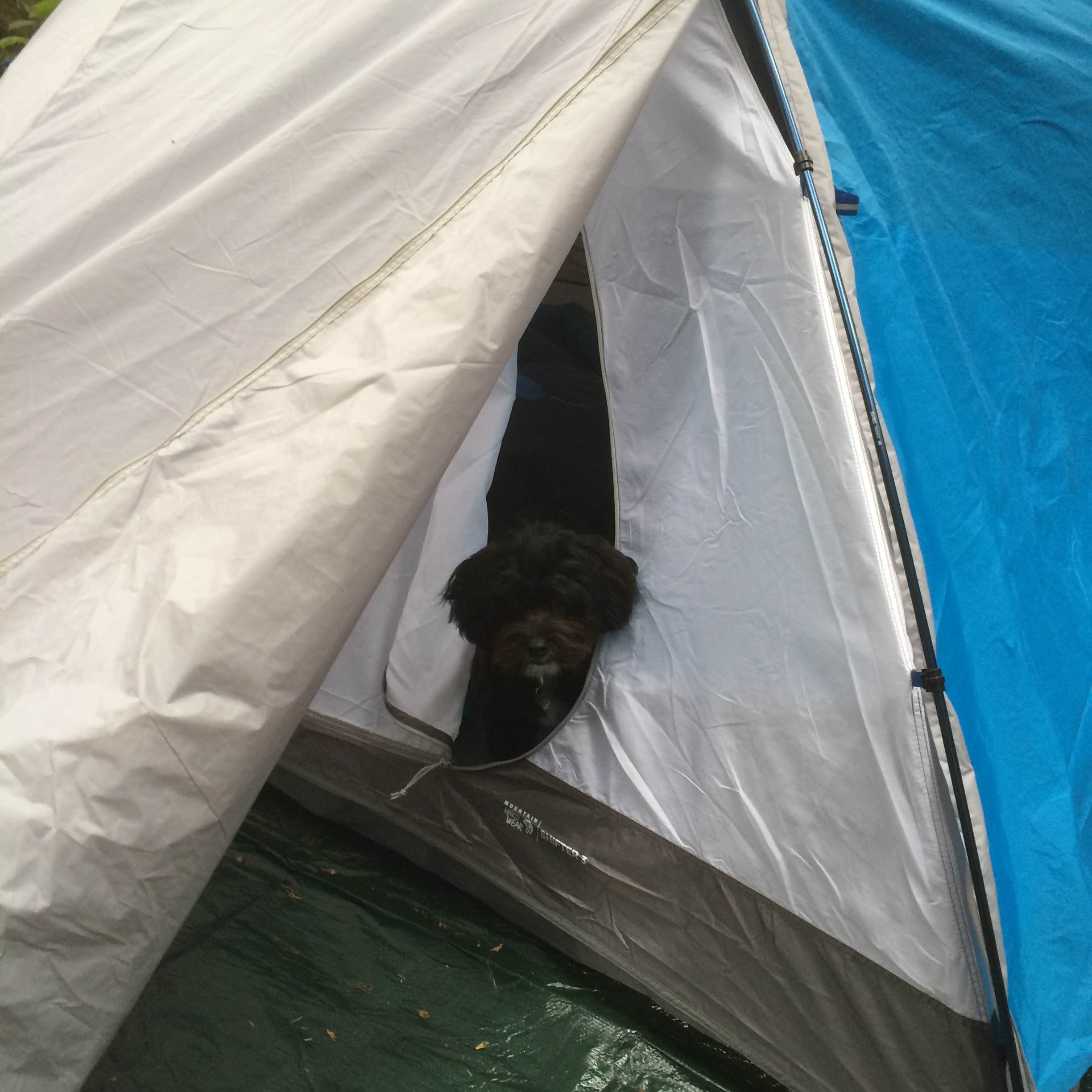 Camper submitted image from Cape Blanco State Park Campground - 5