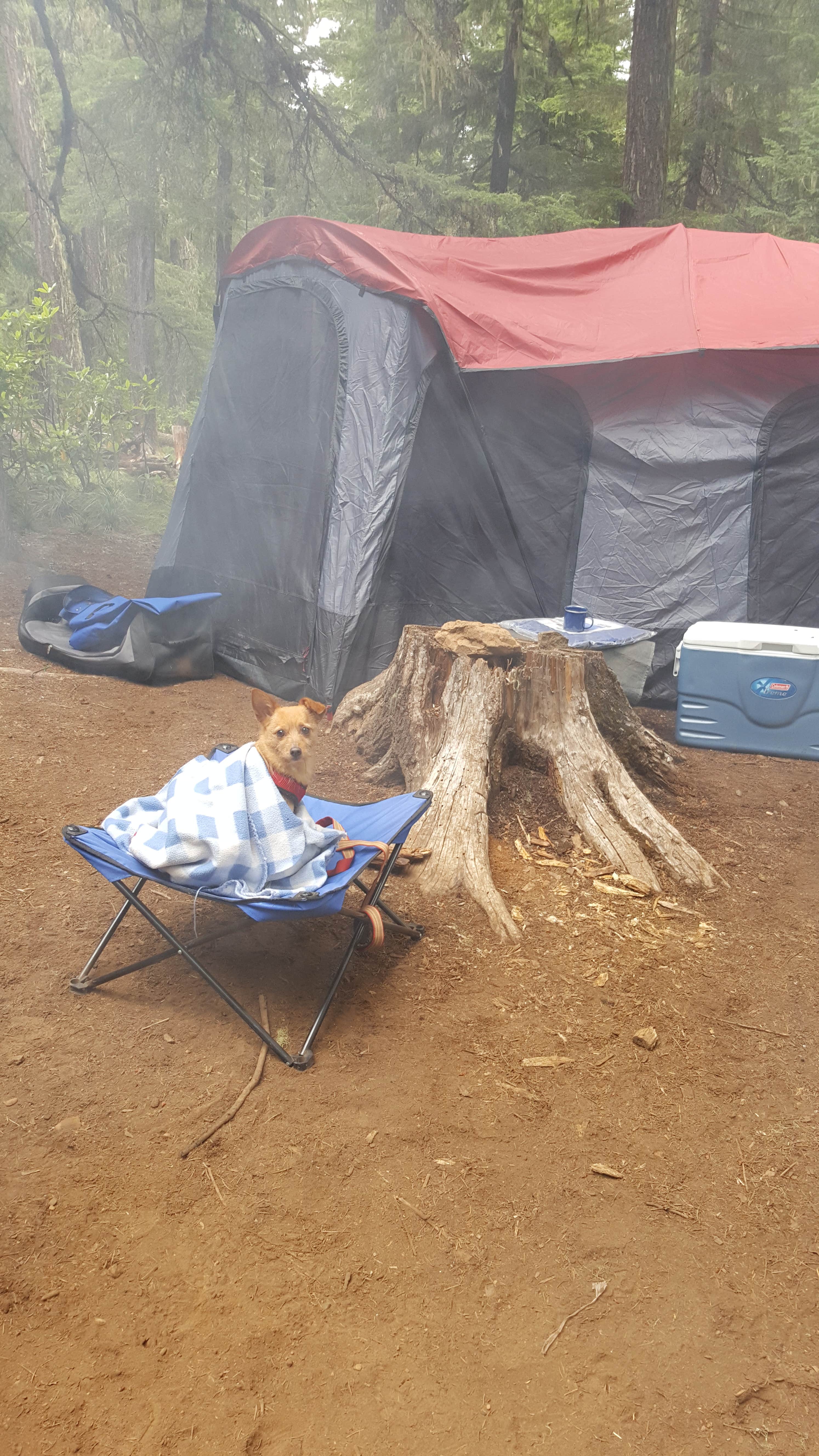 Carole B.'s photo at North Arm Campground near Mt. Hood National Forest