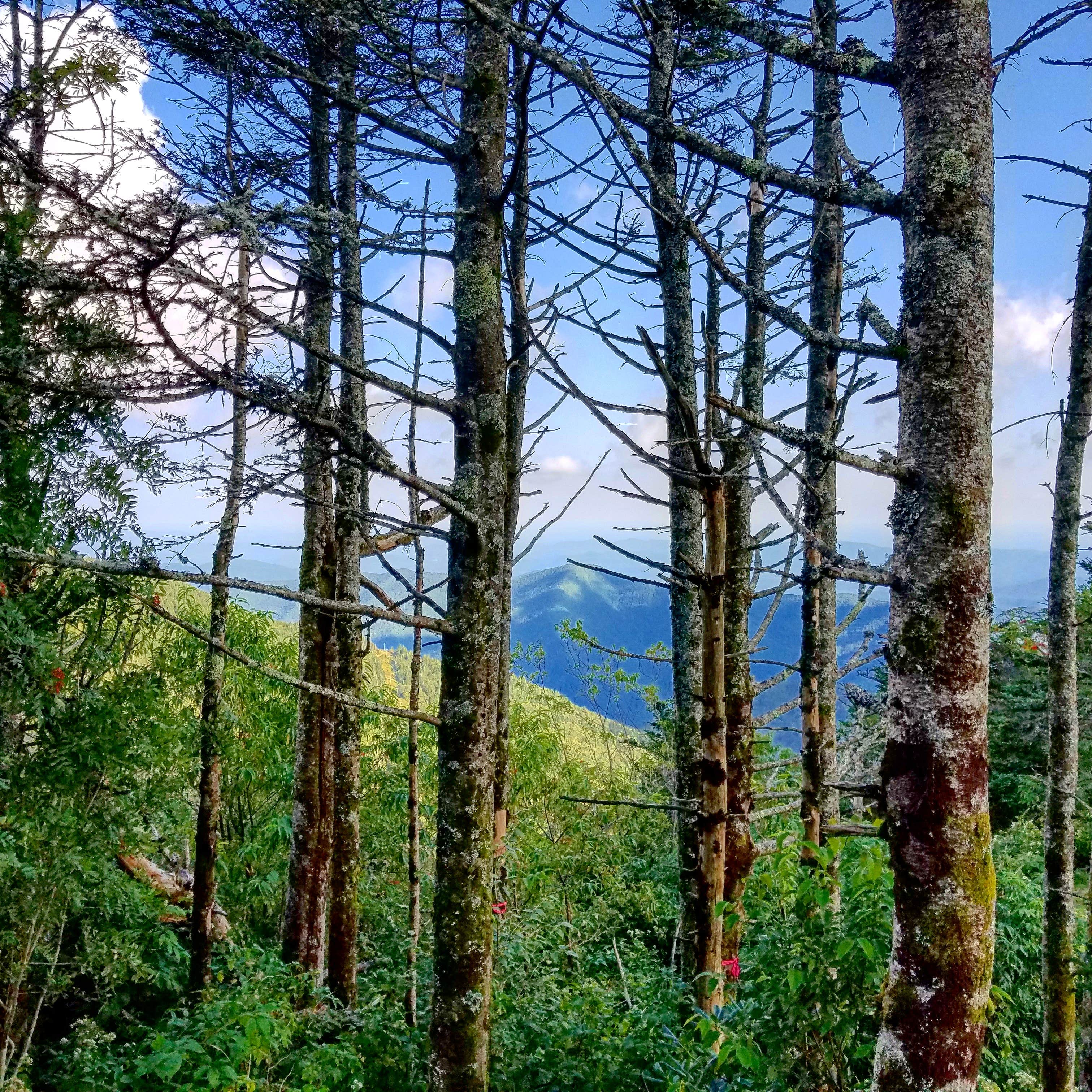 Camper-submitted photo at Mount Mitchell State Park Campground near Burnsville, NC