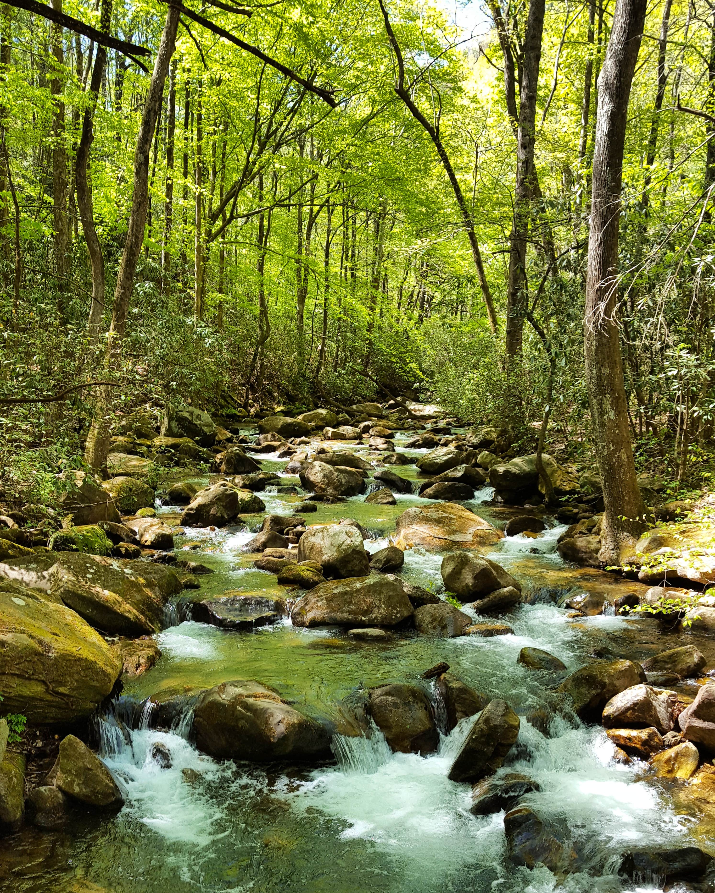 Escape to the Wilderness: Exploring Jones Gap State Park, South Carolina