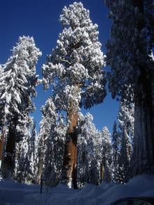 Camper submitted image from Lodgepole Campground — Sequoia National Park - 1