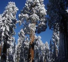 Camper-submitted photo from Lodgepole Campground — Sequoia National Park