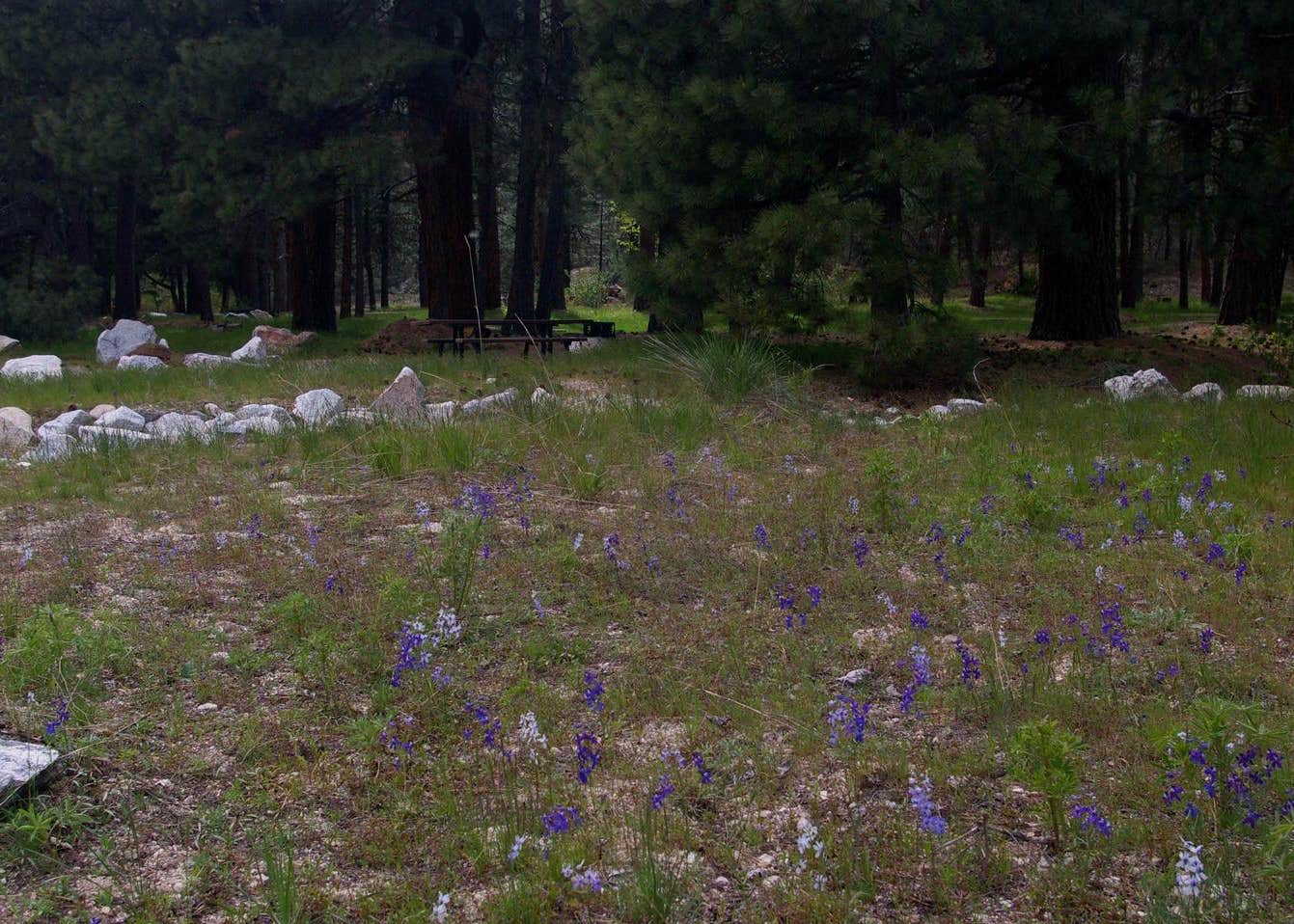 Elks Flat Campground Camping The Dyrt