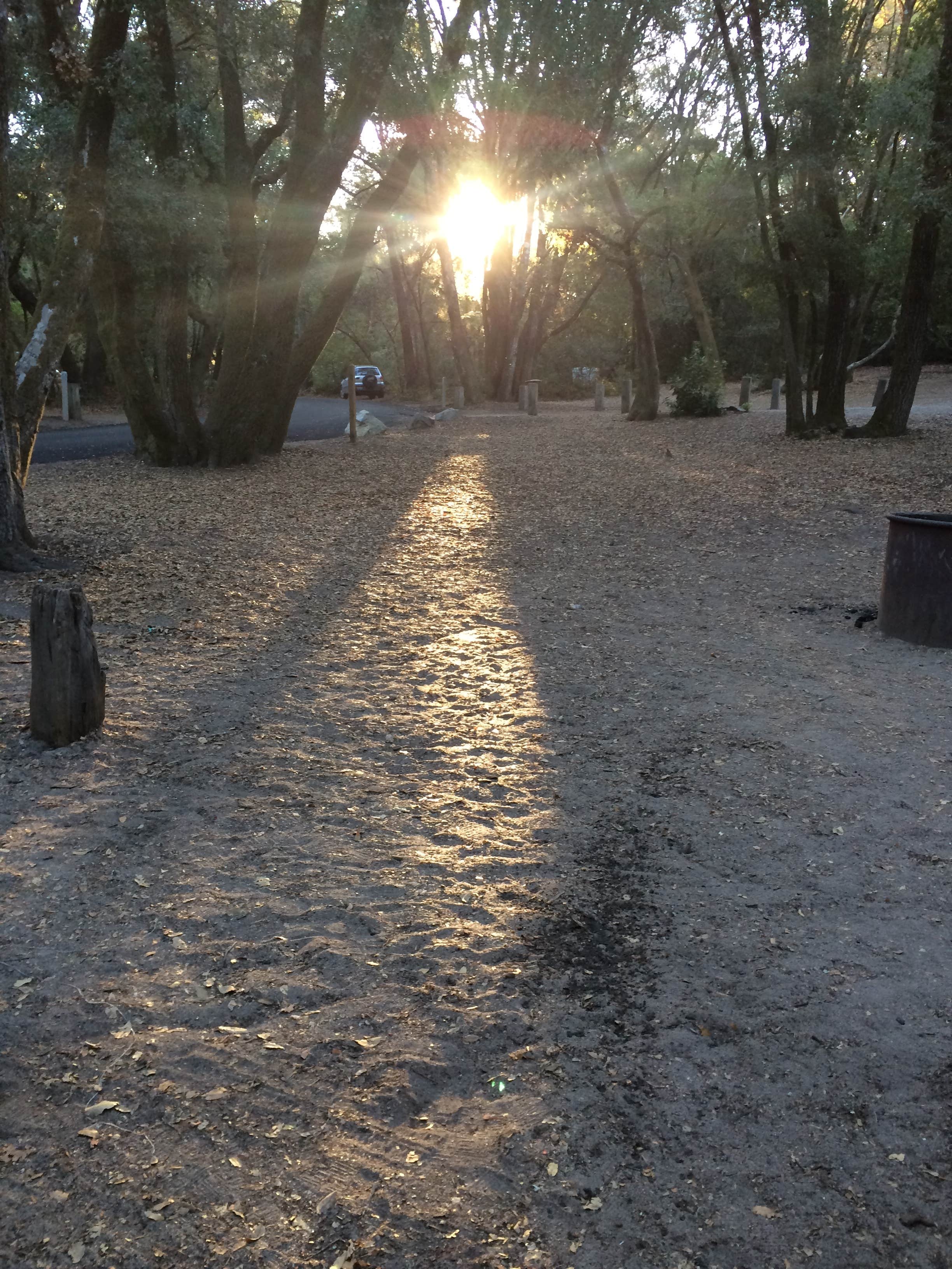 Camper submitted image from Henry Cowell Redwoods State Park Campground - 4