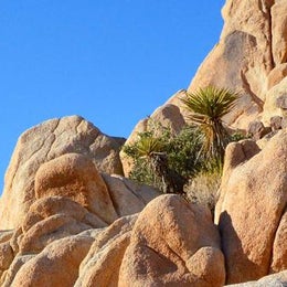Public Campgrounds: Indian Cove Campground — Joshua Tree National Park
