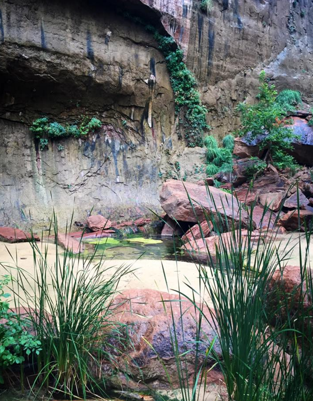 Camper-submitted photo at Zion RV and Campground (Hi-Road) near Rockville, UT