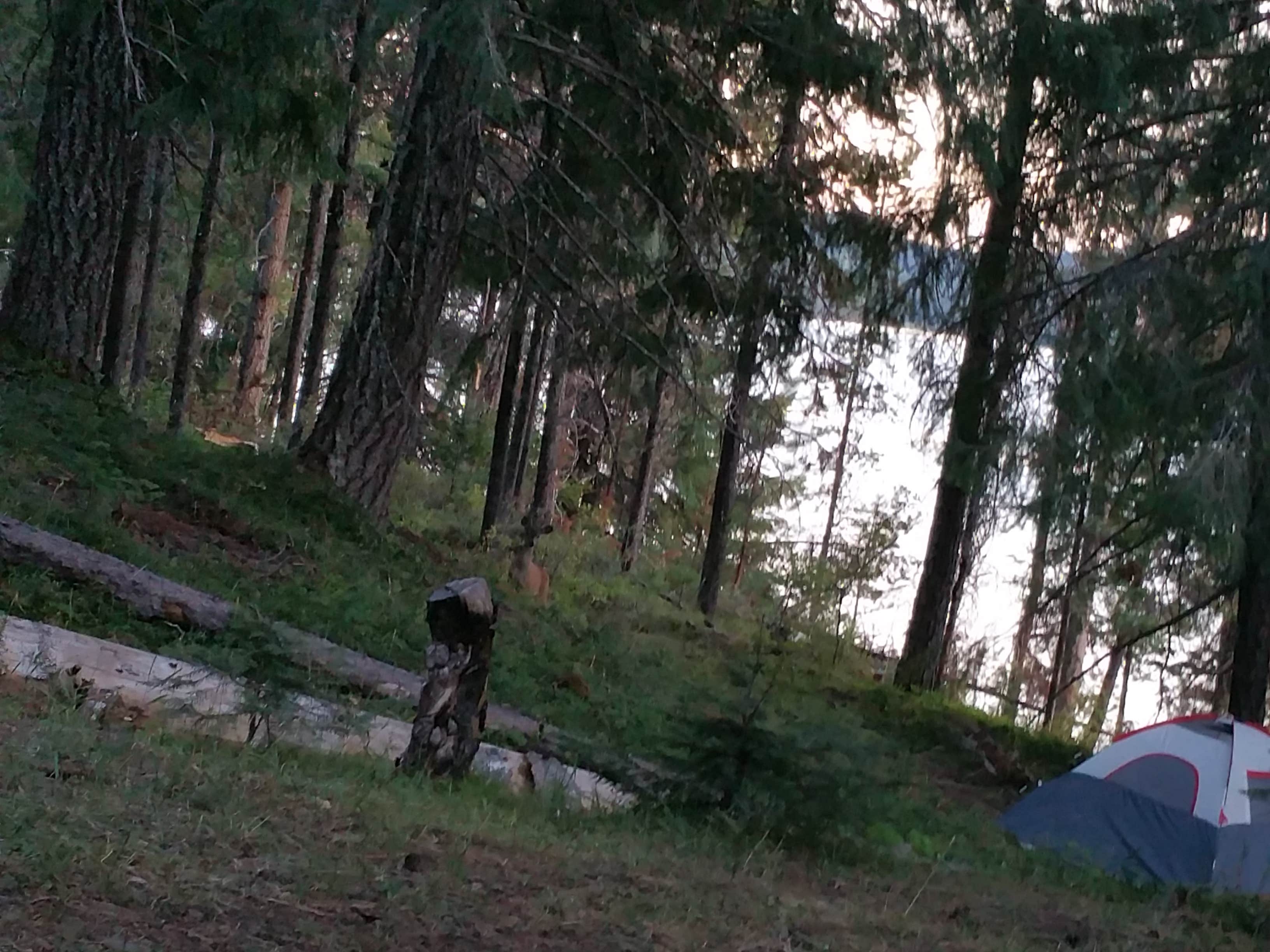 Shannon E.'s photo at Bunker Hill Campground near Clearwater, OR