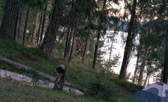 Shannon E.'s photo at Bunker Hill Campground near Clearwater, OR