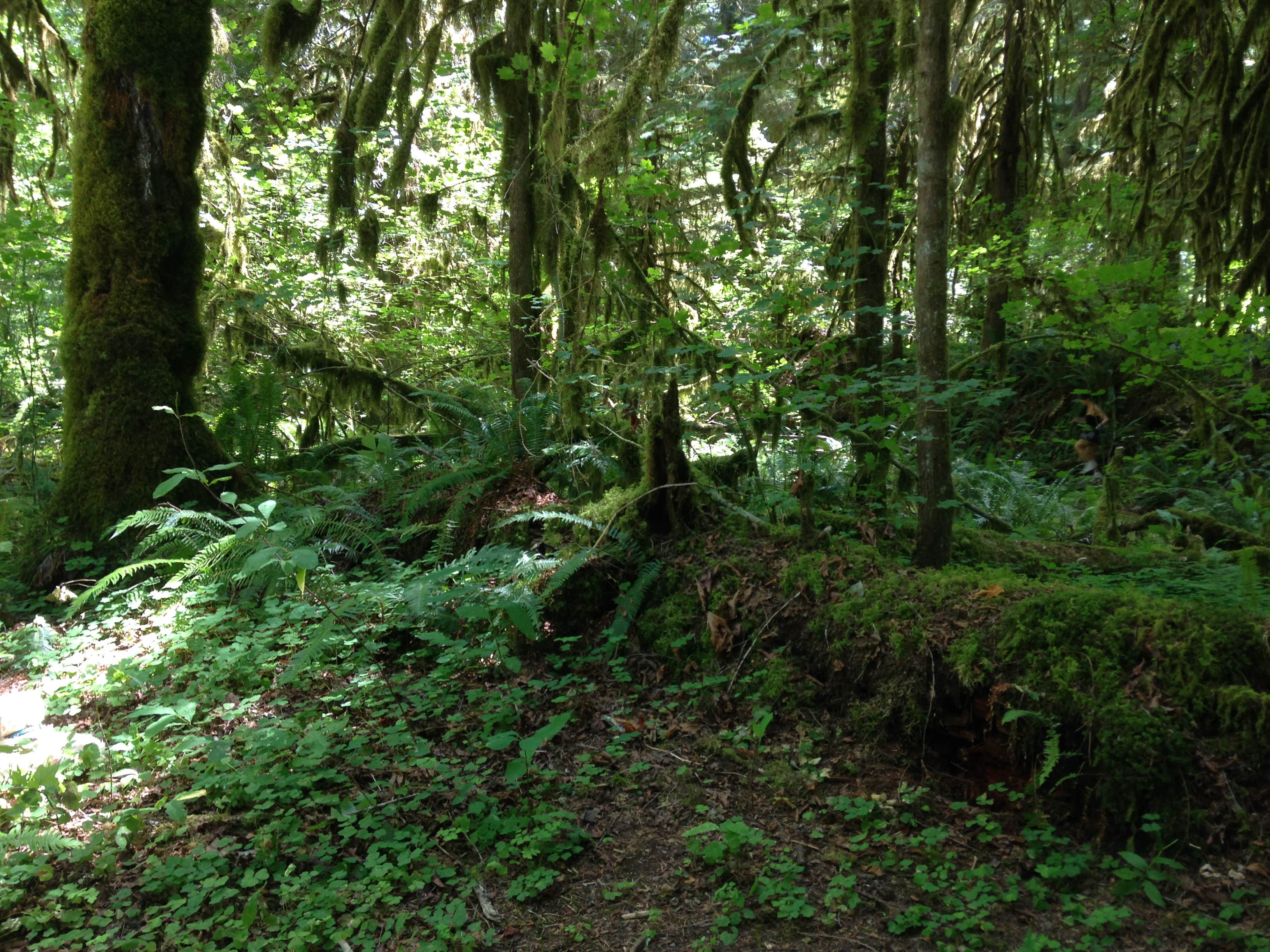 Camper submitted image from Horse Creek Group Campground - 2
