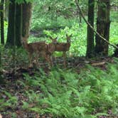 Review photo of Holly River State Park Campground by Dave V., September 7, 2016