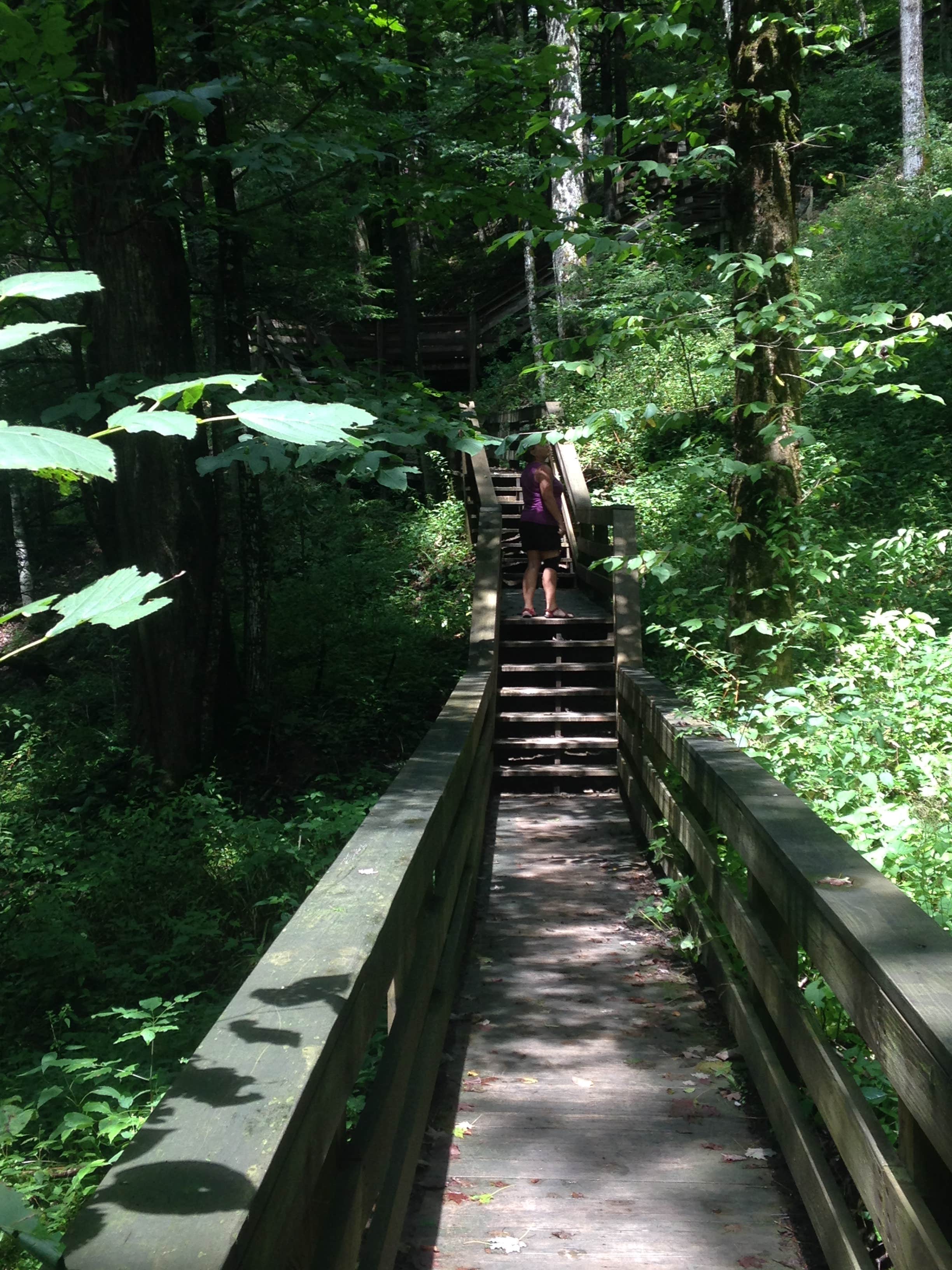 Camper submitted image from Holly River State Park Campground - 4