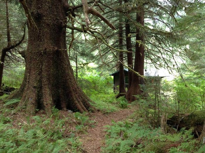 Camper submitted image from Plotnikof Lake Cabin - 3