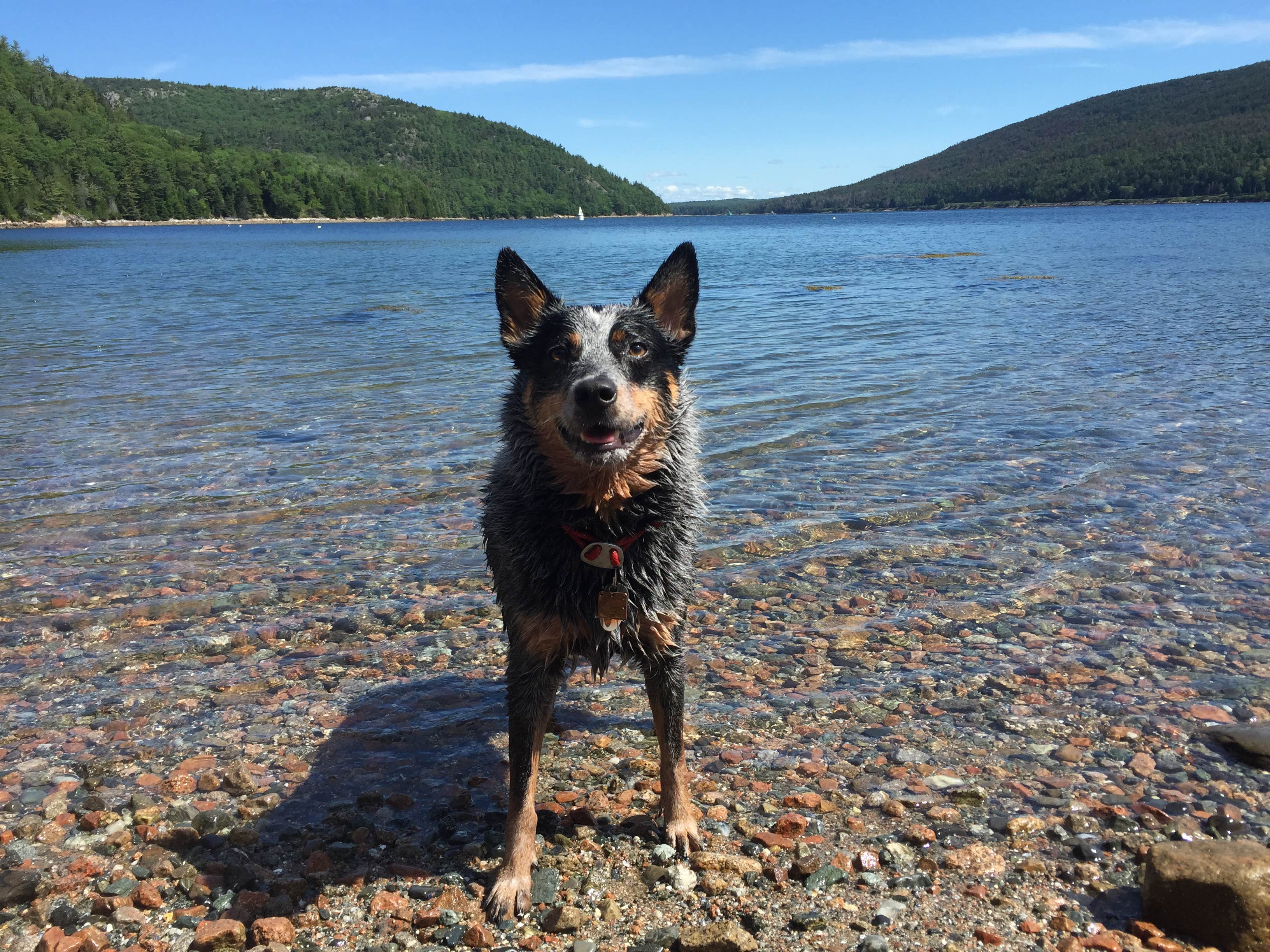Molly G.'s photo of camping with pets at Smuggler's Den Campground near Stonington, ME